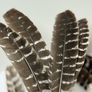All Natural Heritage Turkey Feathers. Pack of 10.